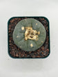 Button Cactus
