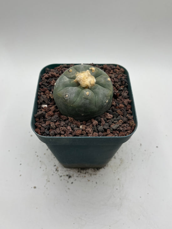 Button Cactus