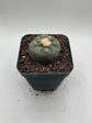Button Cactus
