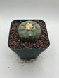 Button Cactus