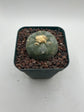 Button Cactus