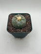 Button Cactus