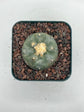 Button Cactus