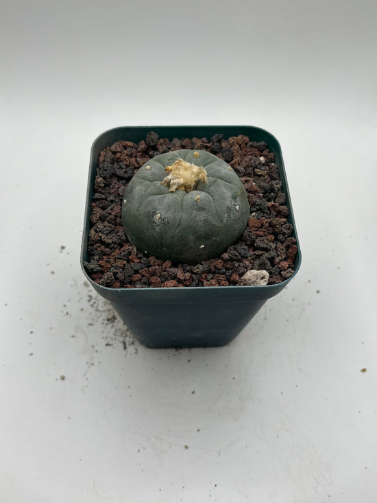 Button Cactus