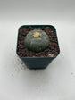 Button Cactus