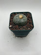 Button Cactus
