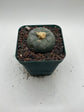 Button Cactus
