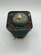 Button Cactus