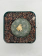 Button Cactus