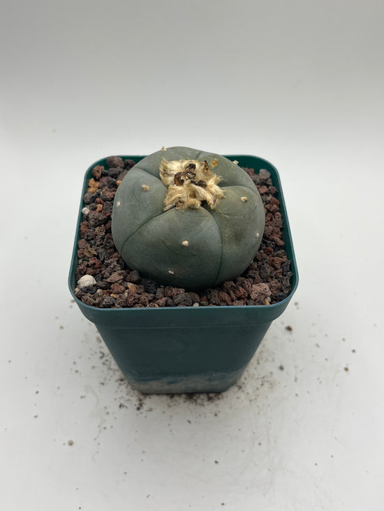 Button Cactus