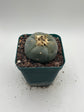 Button Cactus