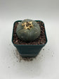 Button Cactus
