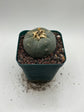Button Cactus
