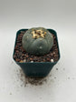 Button Cactus
