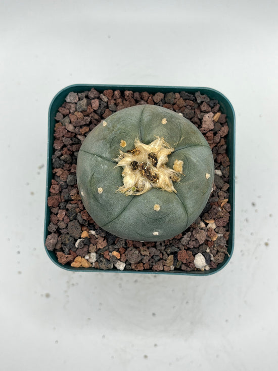 Button Cactus