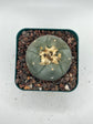 Button Cactus