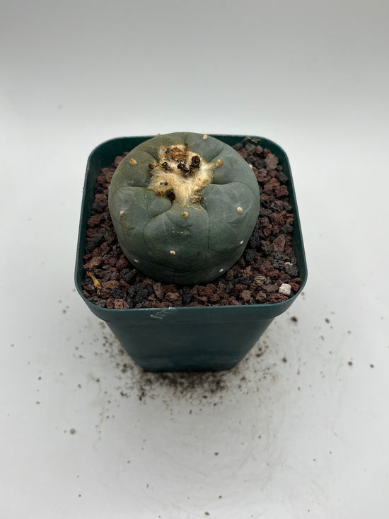 Button Cactus