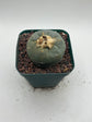 Button Cactus