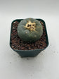 Button Cactus
