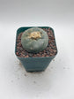 Button Cactus