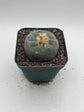 Button Cactus