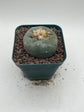 Button Cactus