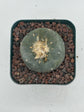 Button Cactus
