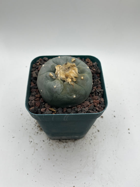 Button Cactus