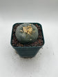 Button Cactus