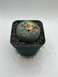 Button Cactus