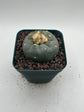 Button Cactus