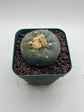 Button Cactus