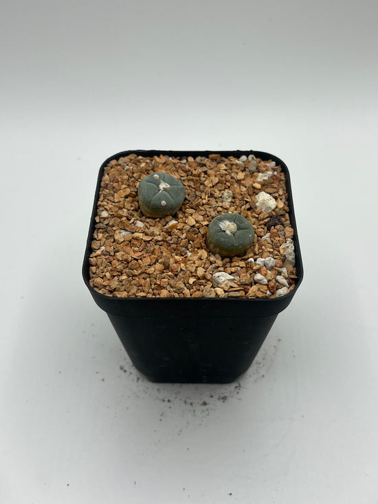 L. alberto-vojtechii 2 pack