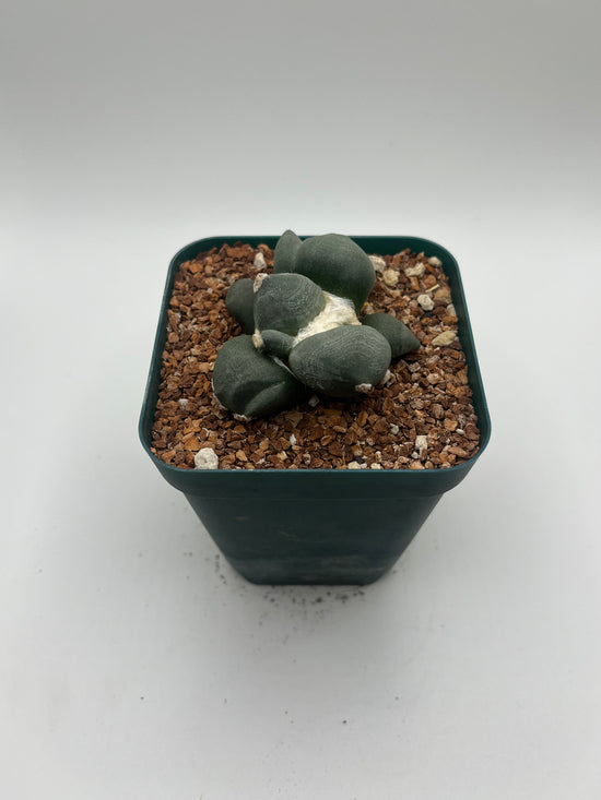 Ariocarpus cv. maruibo trifinger