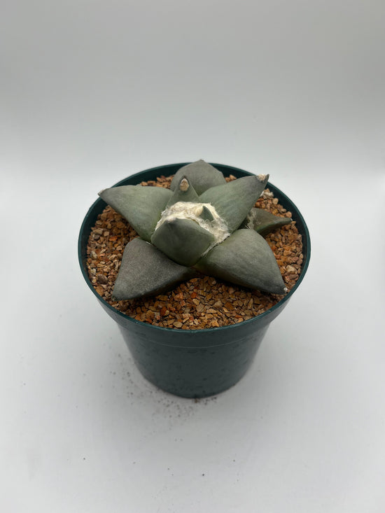 Ariocarpus Retusus