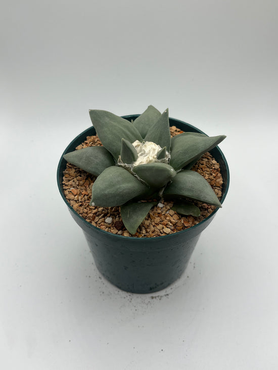 Ariocarpus Retusus