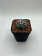Turbinicarpus lophophoroides × jauernigii