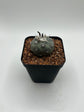 Turbinicarpus lophophoroides × jauernigii