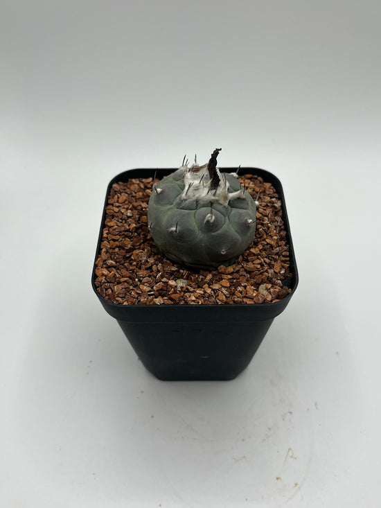 Turbinicarpus lophophoroides × jauernigii