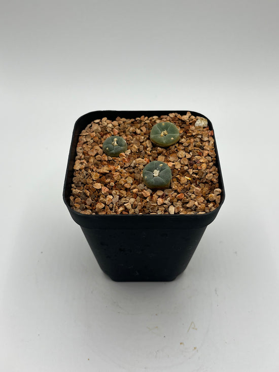 L. alberto-vojtechii (3 pack)