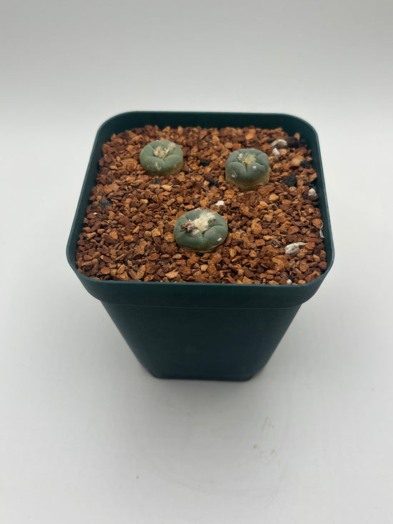 L. alberto-vojtechii (3 pack)