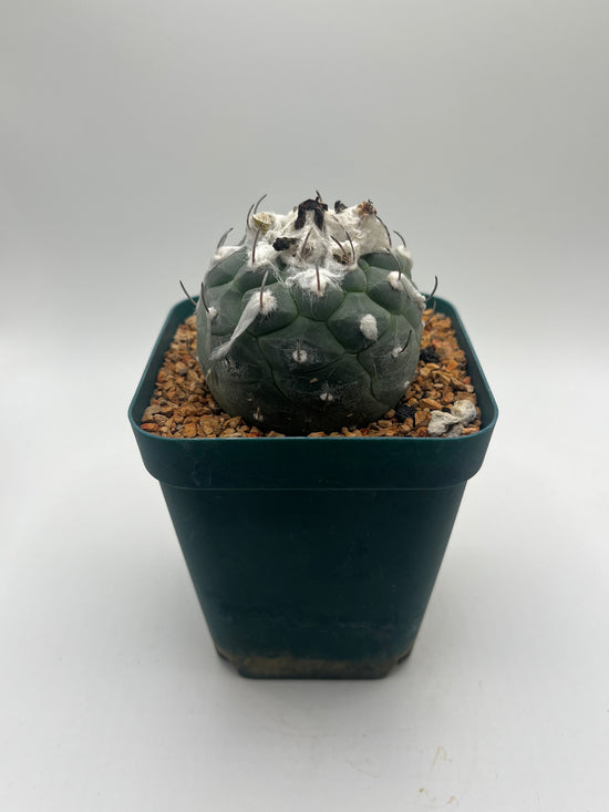 turbinicarpus jauernigii