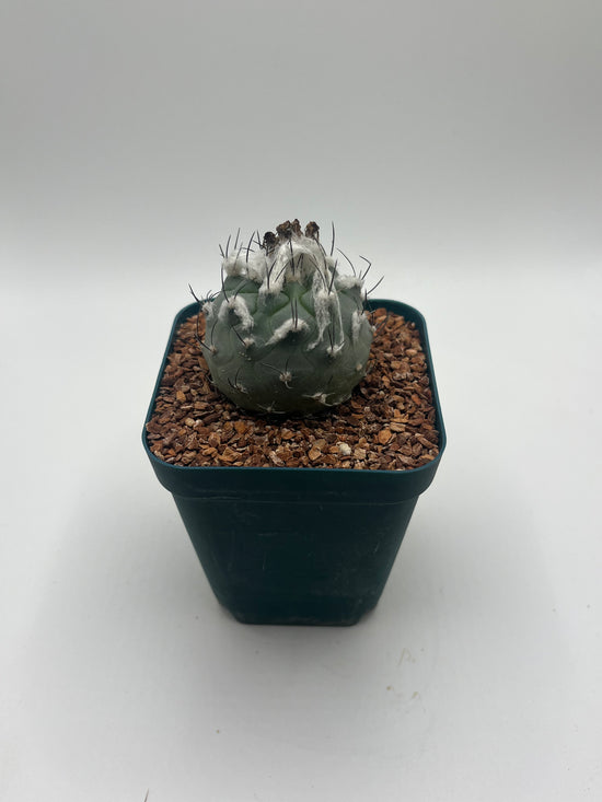 Turbinicarpus lophophoroides × jauernigii