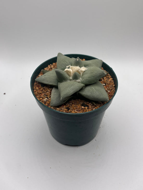 Ariocarpus Retusus