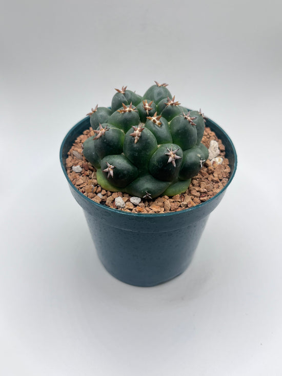 Coryphantha elephantidens cv. Titan