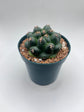 Coryphantha elephantidens cv. Titan