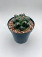 Coryphantha elephantidens cv. Titan