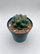 Coryphantha elephantidens cv. Titan