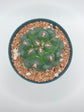 Coryphantha elephantidens cv. Titan