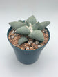 Ariocarpus Retusus
